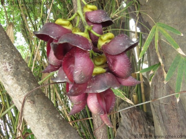 雞血藤種子發芽出苗開花圖片