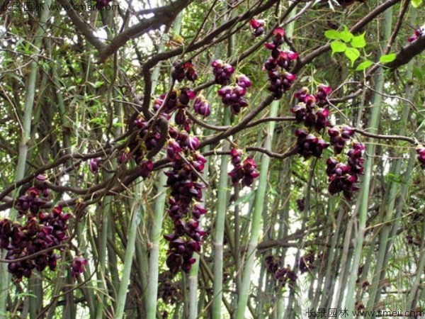 雞血藤種子發芽出苗開花圖片