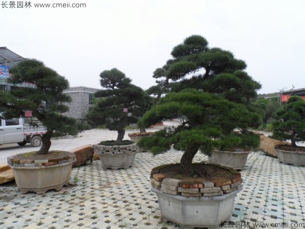 日本黑松種子發芽出苗圖片