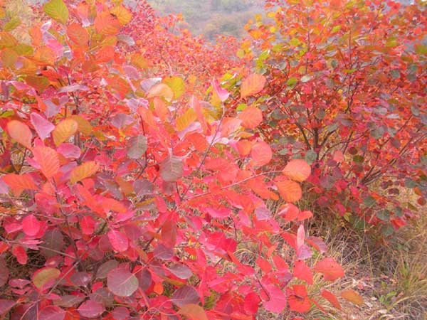 紅櫨種子發芽出苗圖片