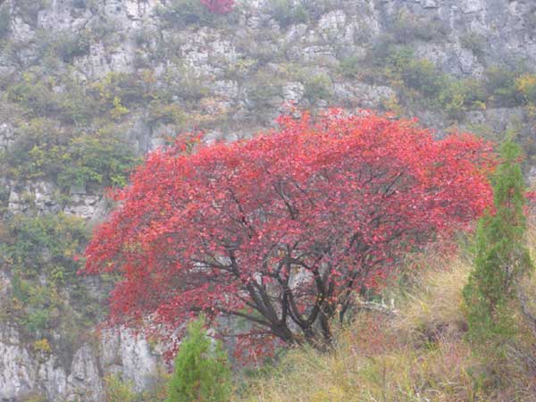 紅櫨種子發芽出苗圖片