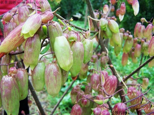 長壽花種子發芽出苗圖片