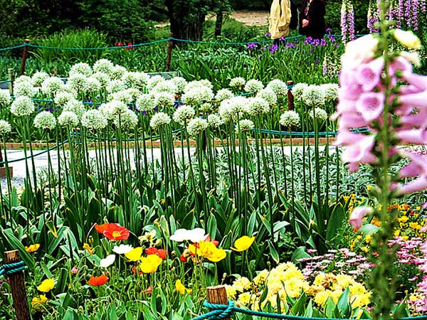 大花蔥種子發芽出苗開花圖片