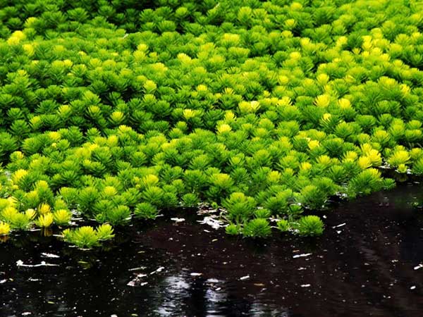 金魚藻種子發芽出苗圖片