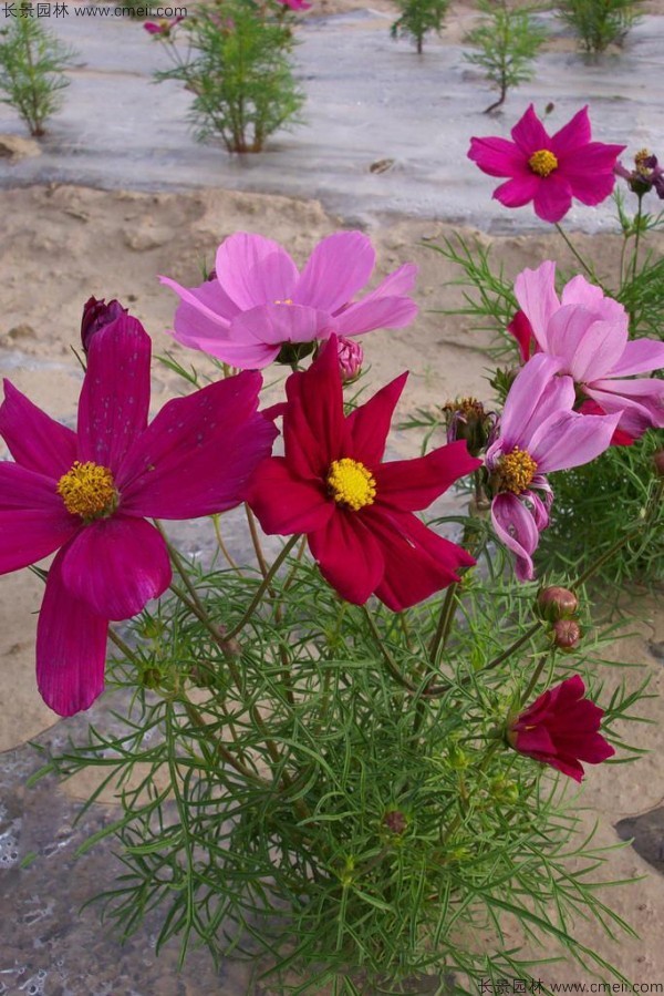 格桑花種子發芽出苗開花圖片