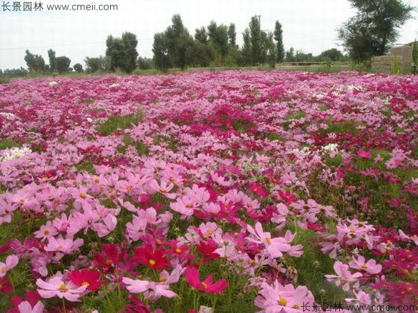 格?；ǚN子發芽出苗開花圖片