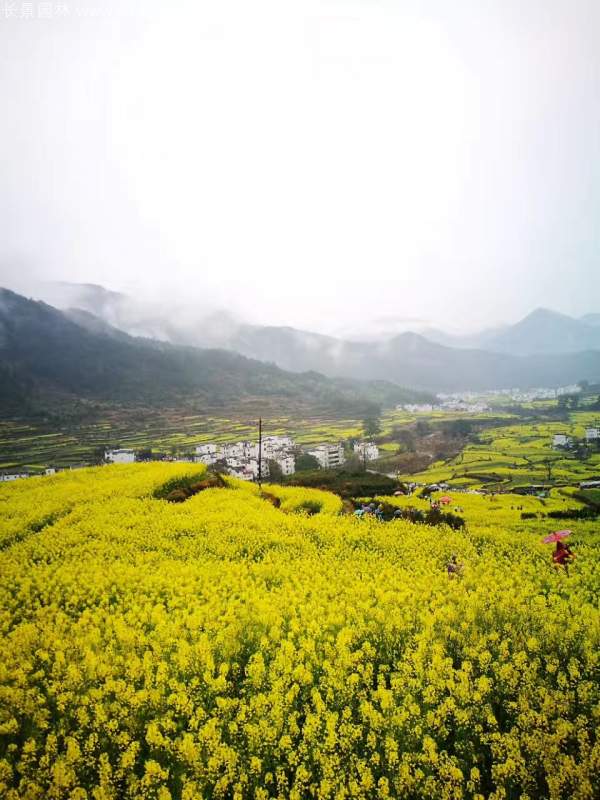 黃色花海油菜花田景觀鄉村旅游