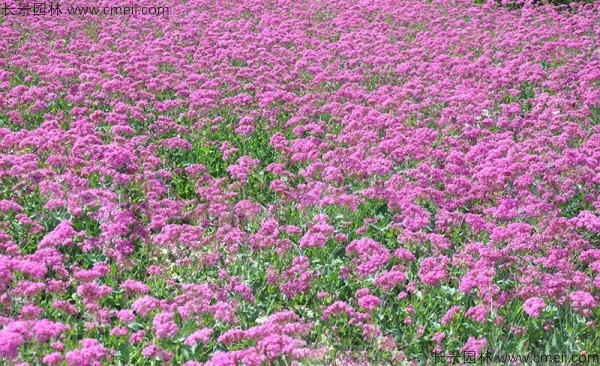 矮雪輪種子出苗發芽開花圖片