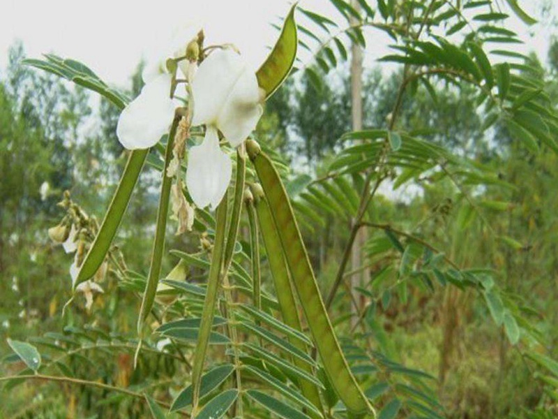 山毛豆