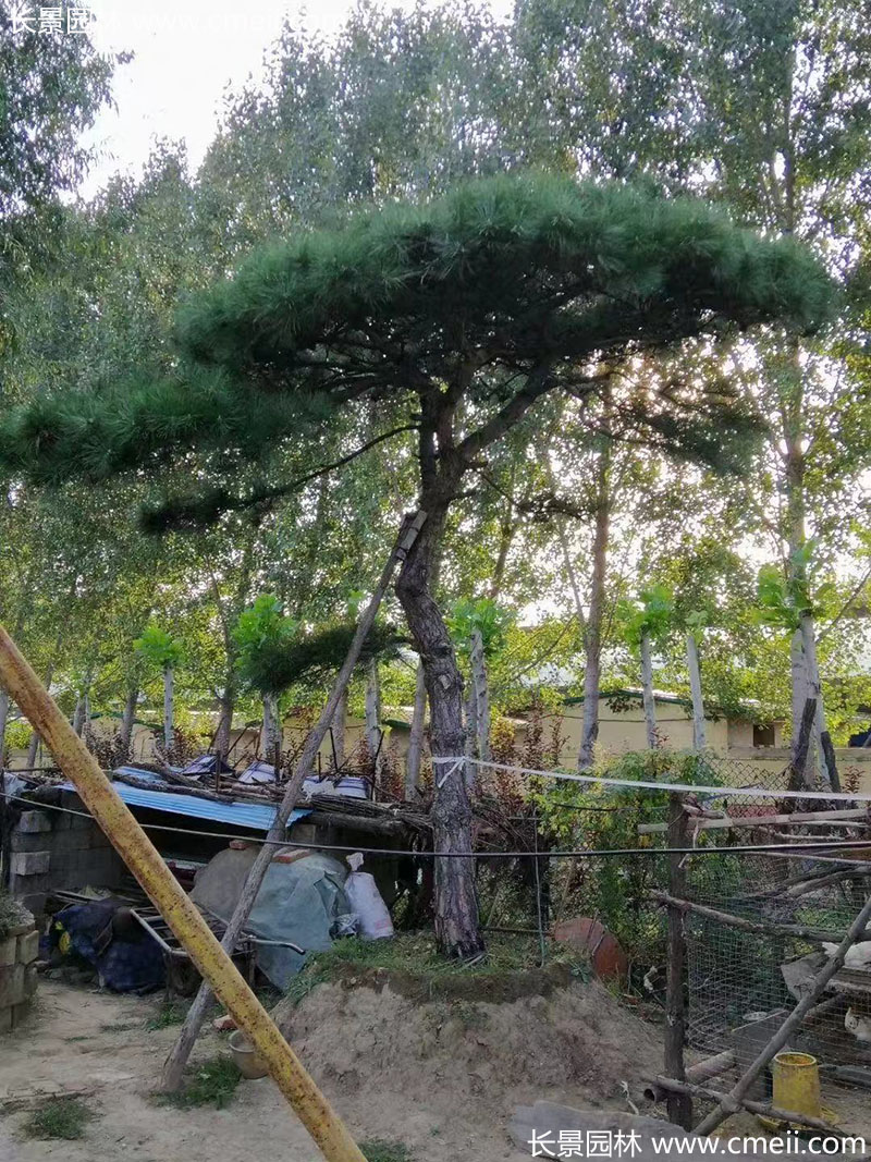 景觀樹造型黑松大型地景