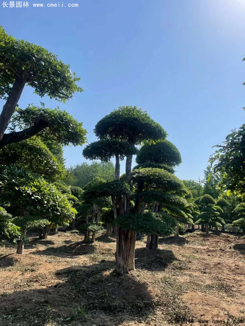 對節白蠟造型盆景地景