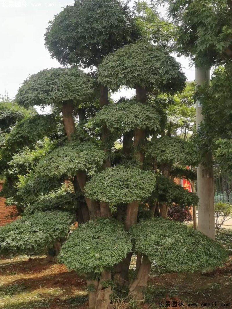 對節白蠟造型盆景地景