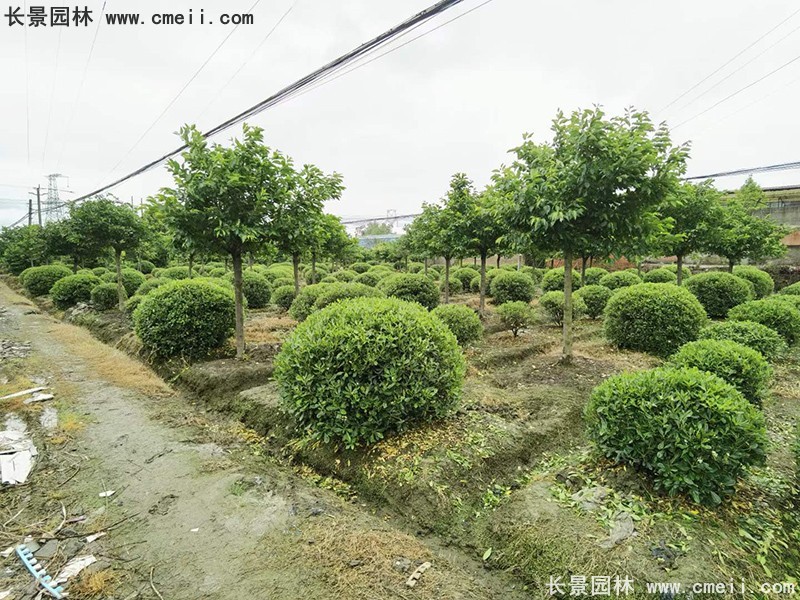 海桐球苗圃批發種植基地長景園林