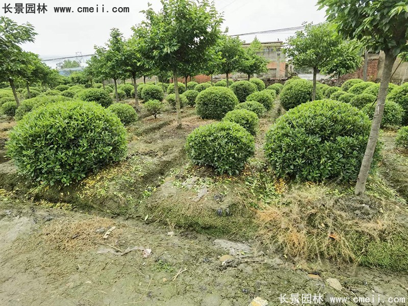 海桐球苗圃批發種植基地