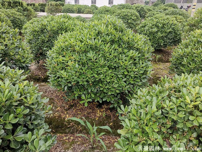 海桐球苗圃批發種植基地長景園林