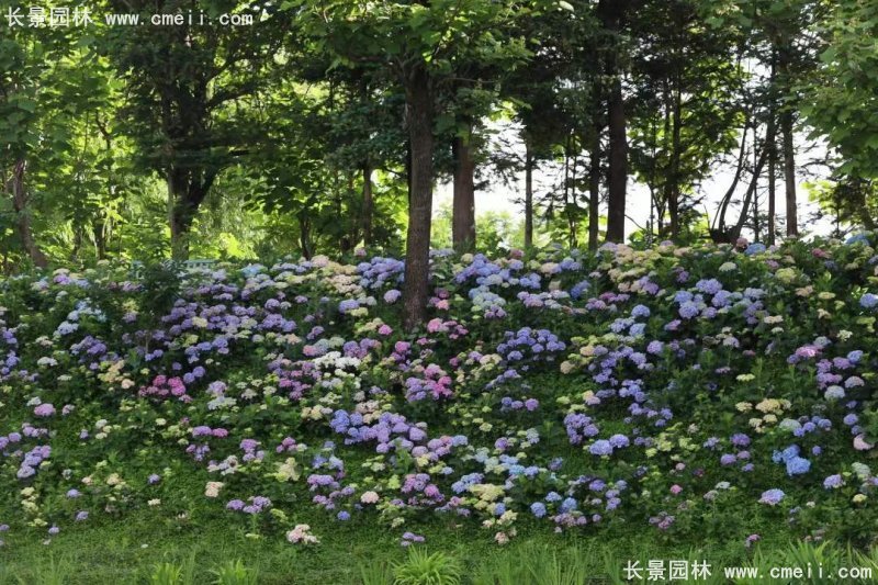 繡球花八仙花圖片基地實拍