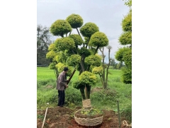 亮晶女貞造型樹