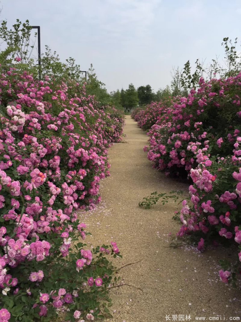 紅花薔薇苗圖片