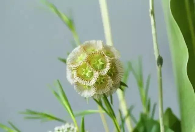 輪峰菊的形態特征、生長習性及種植方法