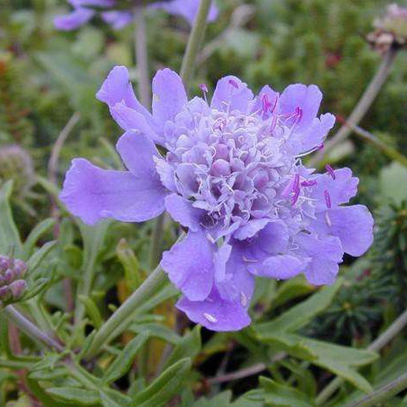 輪峰菊的形態特征、生長習性及種植方法