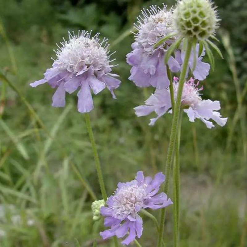 輪峰菊的形態特征、生長習性及種植方法